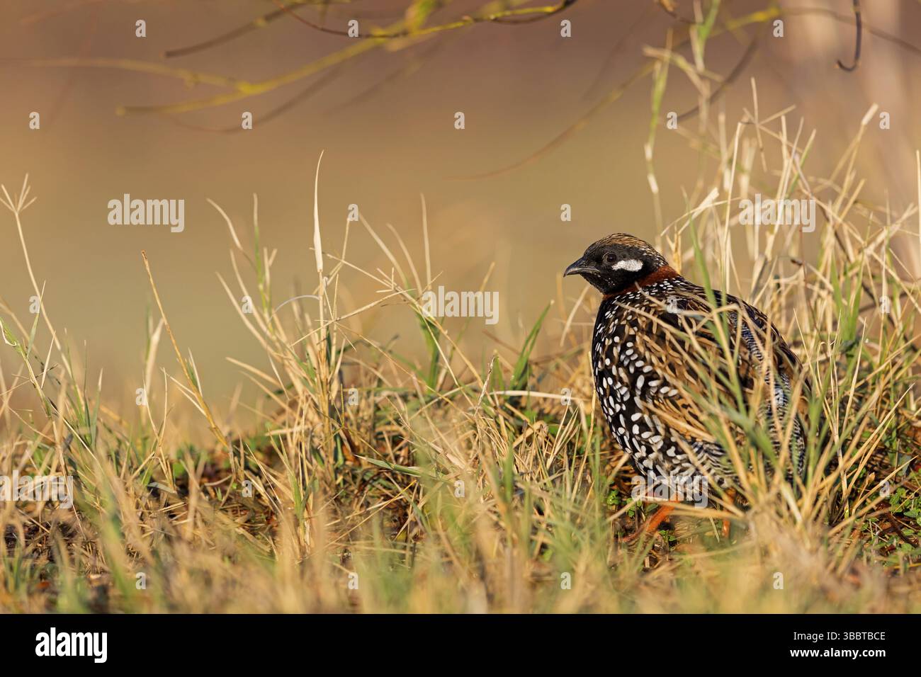 Halsbandfrankolin, Black Francolin, Black Partridge, Francolinus francolinus, Francolin noir, Francolin Ventrinegro Banque D'Images Halsbandfrankolin, Black Francolin, Black Partridge, Francolinus francolinus, Francolin noir, Francolin Ventrinegro Banque D'Images