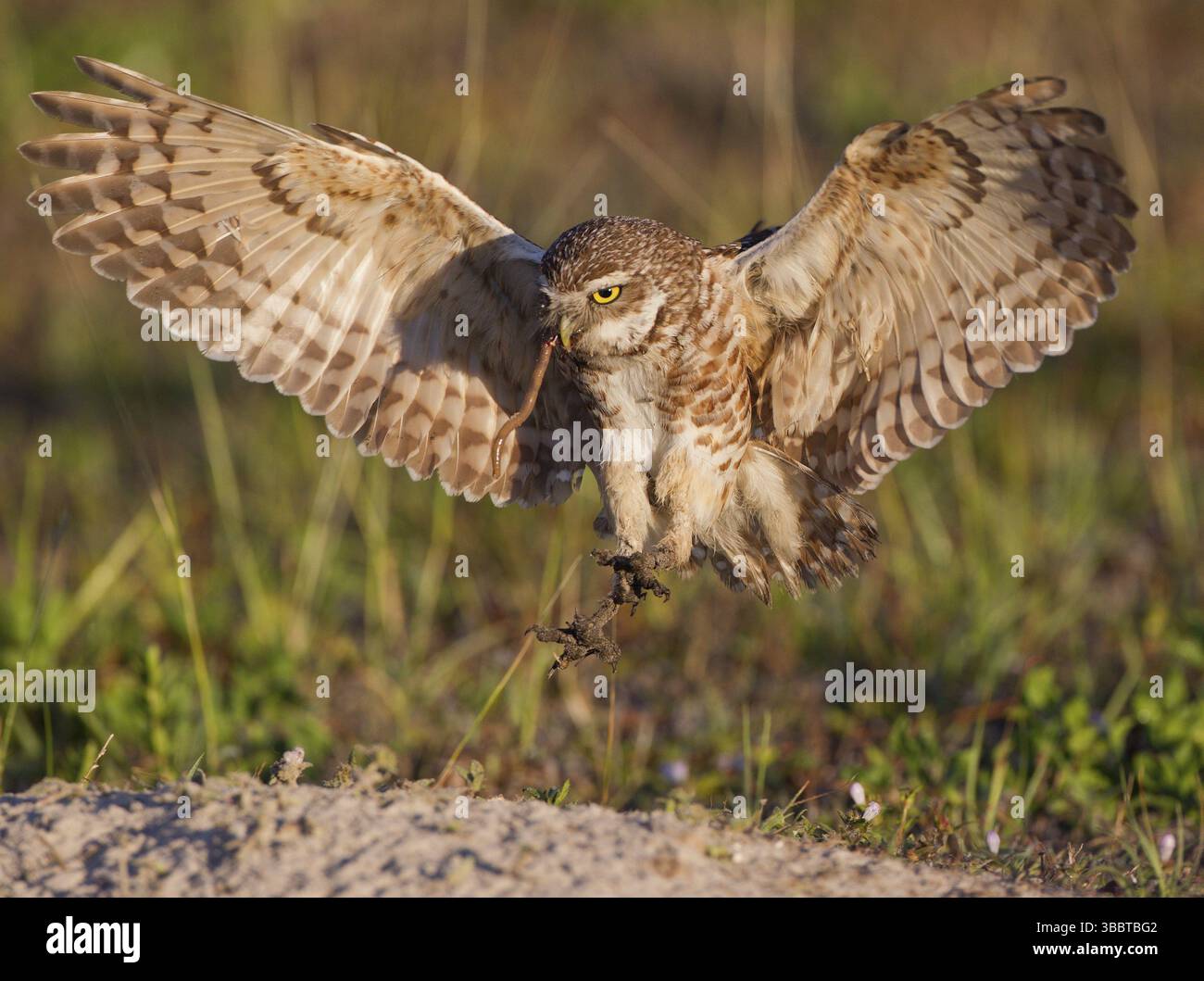 Chouette des terriers (Athene cunicularia) volant avec un ver dans son bec, Floride, USA, Amérique du Nord Banque D'Images Chouette des terriers (Athene cunicularia) volant avec un ver dans son bec, Floride, USA, Amérique du Nord Banque D'Images