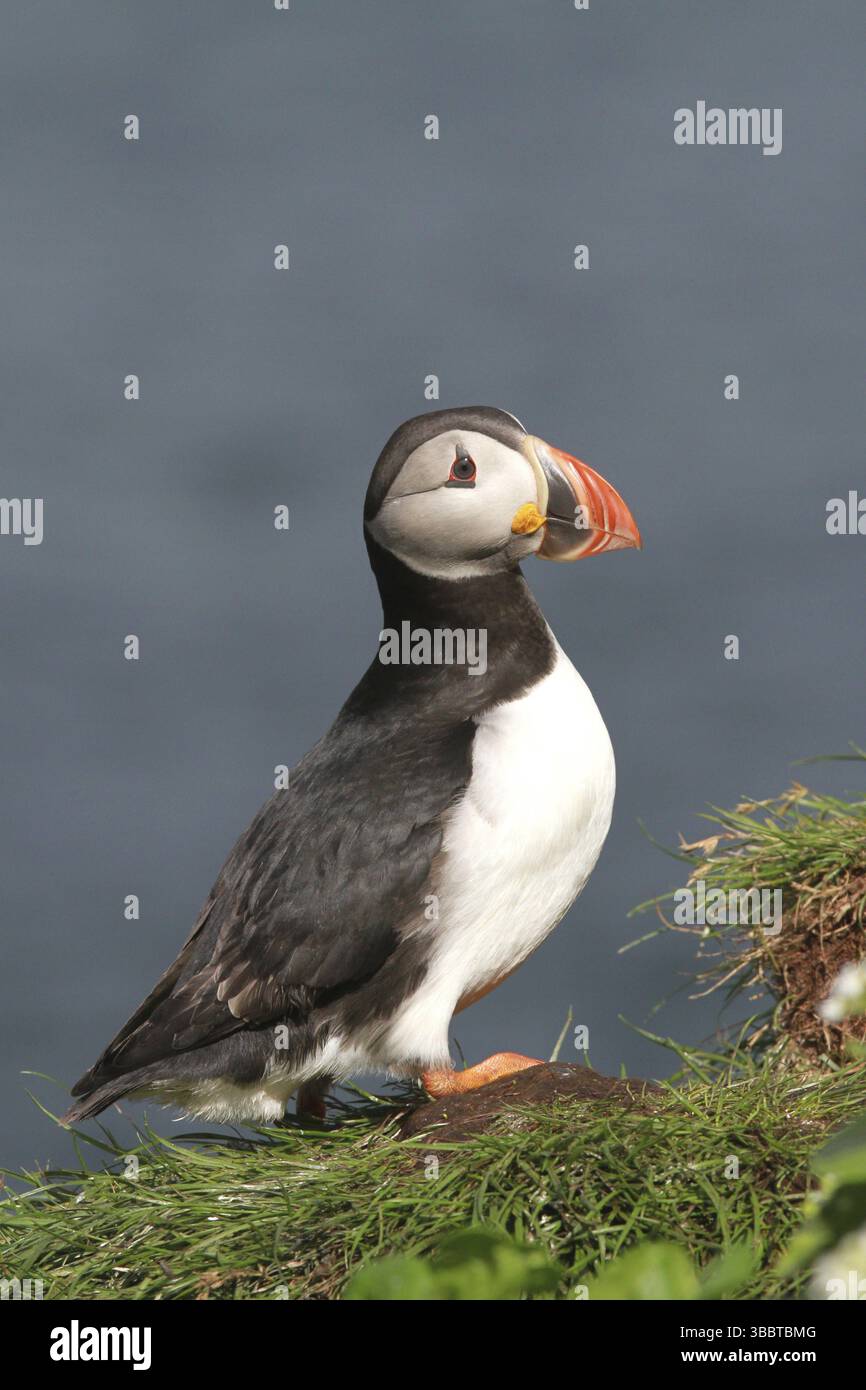 Macareux de l'Atlantique (Fratercula arctica), Hornoya, Norvège, Europe Banque D'Images