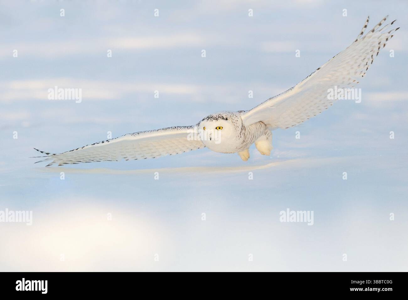 Chouette des neiges (Bubo scandiacus) volant, Québec, Canada, Amérique du Nord Banque D'Images
