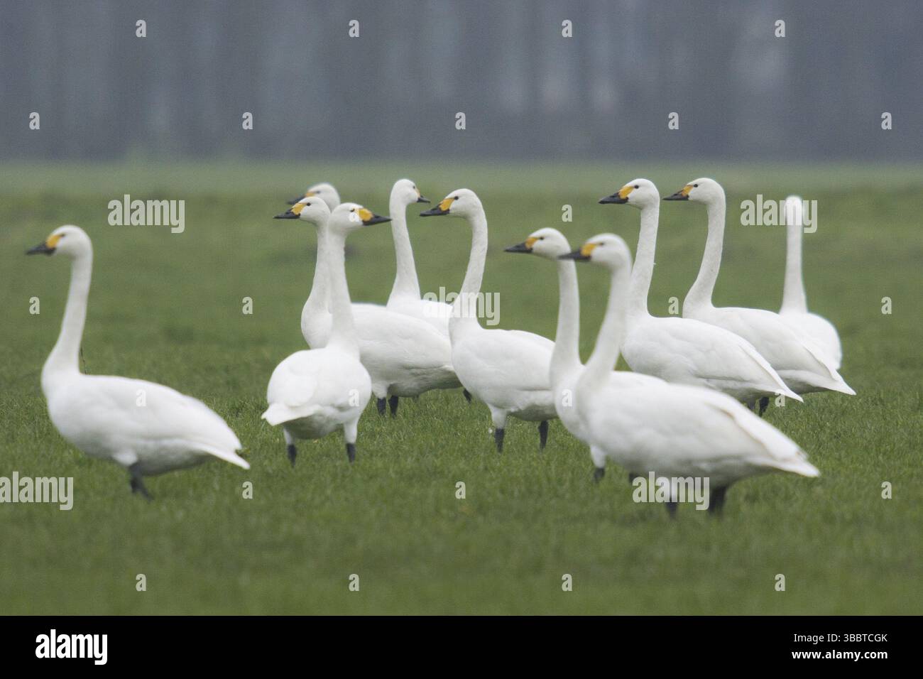 Cygne de toundra (Cygnus columbianus bewickii), pays-Bas Banque D'Images
