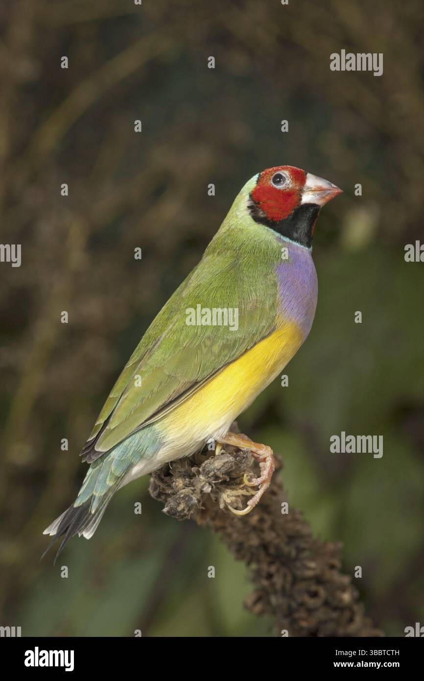 Finch Gouldien (Erythrura gouldiae) femelle Banque D'Images