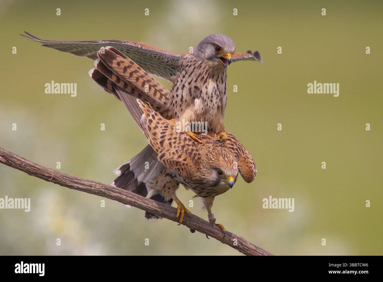 Accouplement du couple de Cestrel commun (Falco tinnunculus), perché sur une branche, Subotica, Serbie, Europe Banque D'Images