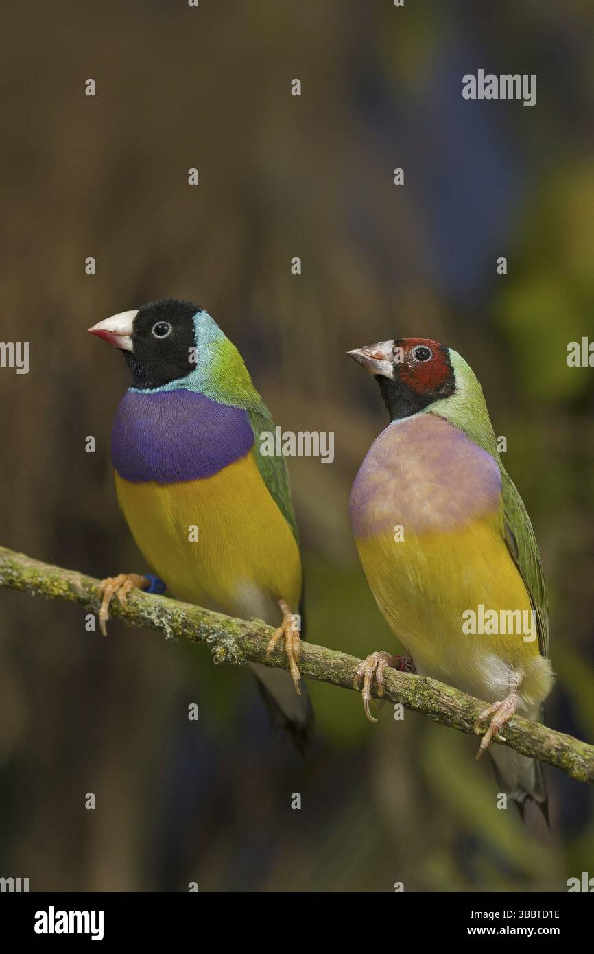 Finch Gouldien (Erythrura gouldiae) femelle Banque D'Images