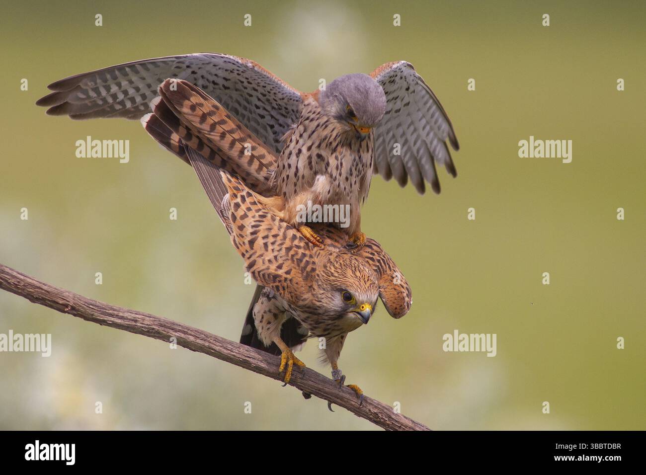 Accouplement du couple de Cestrel commun (Falco tinnunculus), perché sur une branche, Subotica, Serbie, Europe Banque D'Images