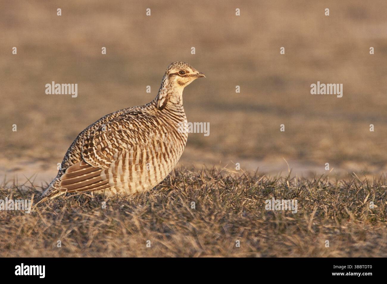 Greater Prairie Chicken (Tympanuchus cupido) femelle, Wisconsin, États-Unis, Amérique du Nord Banque D'Images