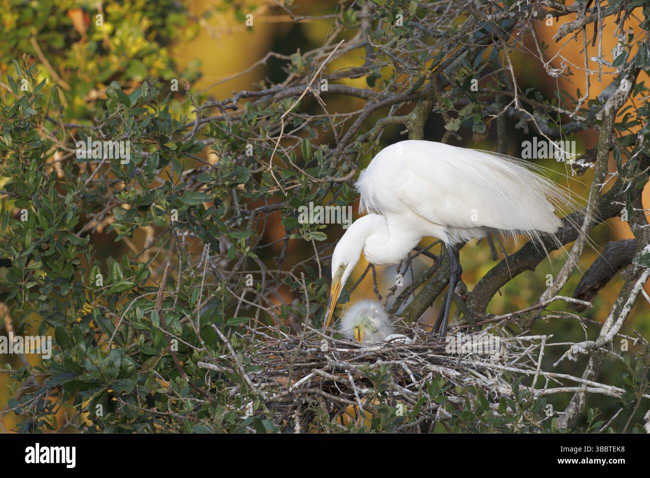Grande aigrette (Ardea alba) avec poussin dans le nid, Floride, USA, Amérique du Nord Banque D'Images