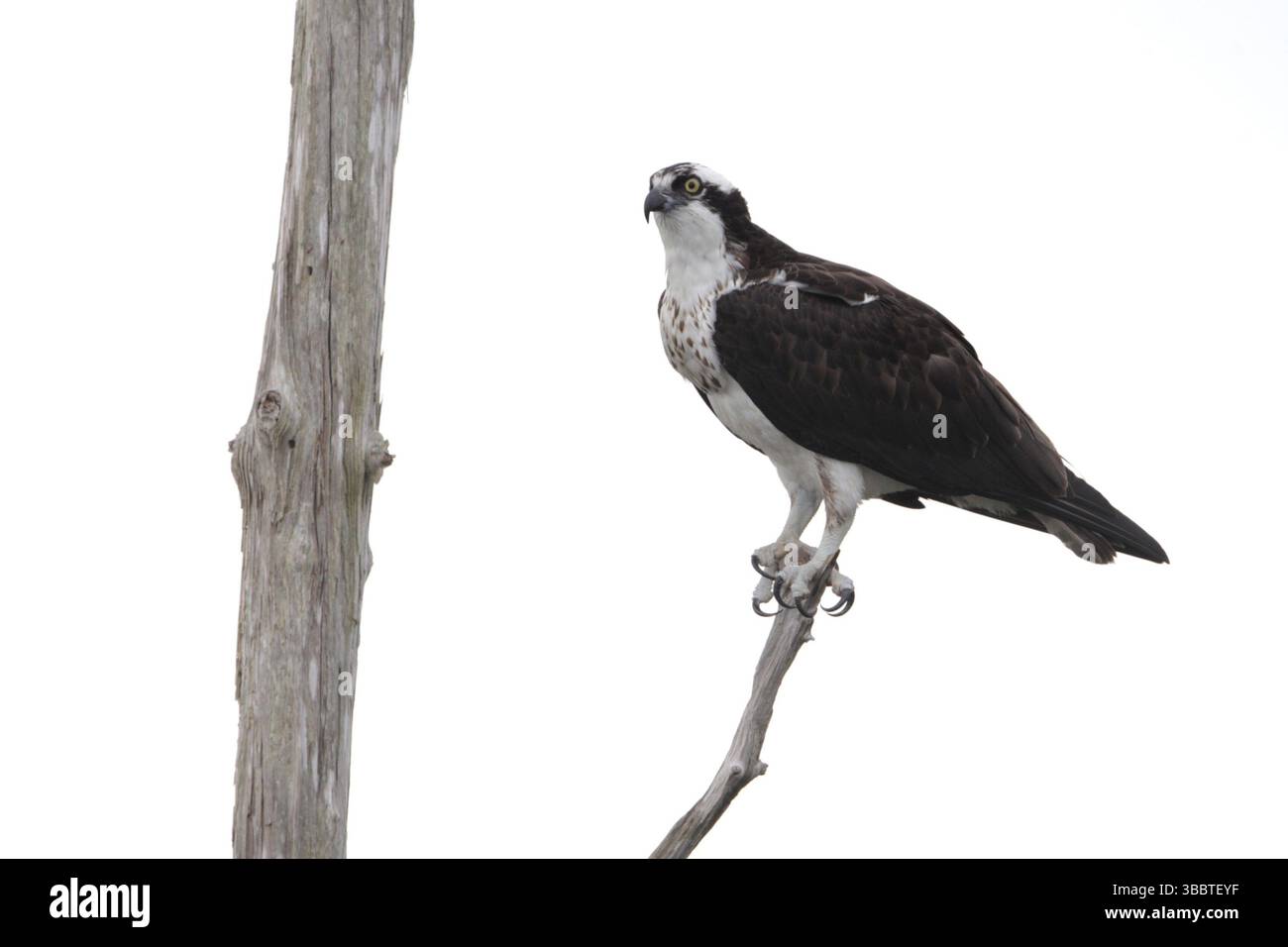 Osprey de l'Ouest (Pandion haliaetus), Floride, États-Unis, Amérique du Nord Banque D'Images