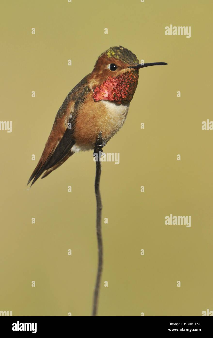 Colibri d'Allen (Selasphorus Sasin), Californie, États-Unis, Amérique du Nord Banque D'Images