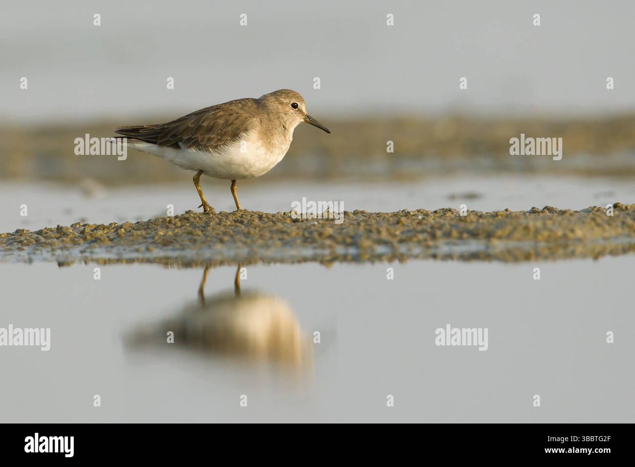 Temminck's Stint (Calidris temminckii), Phetchaburi, Thaïlande, Asie Banque D'Images
