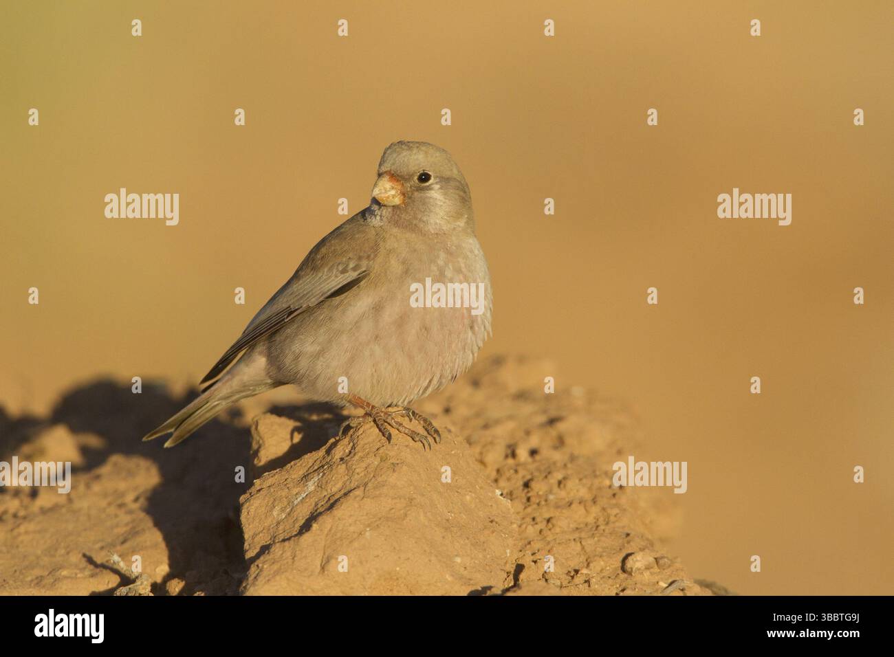 Finch trompettiste (Bucanetes githagineus), Maroc, Afrique Banque D'Images