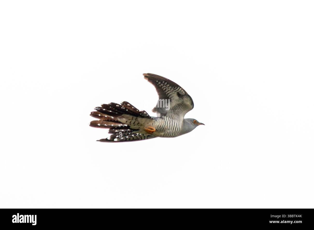 Oiseau coucou (Cuculus canorus) en vol, Angleterre, Royaume-Uni Banque D'Images