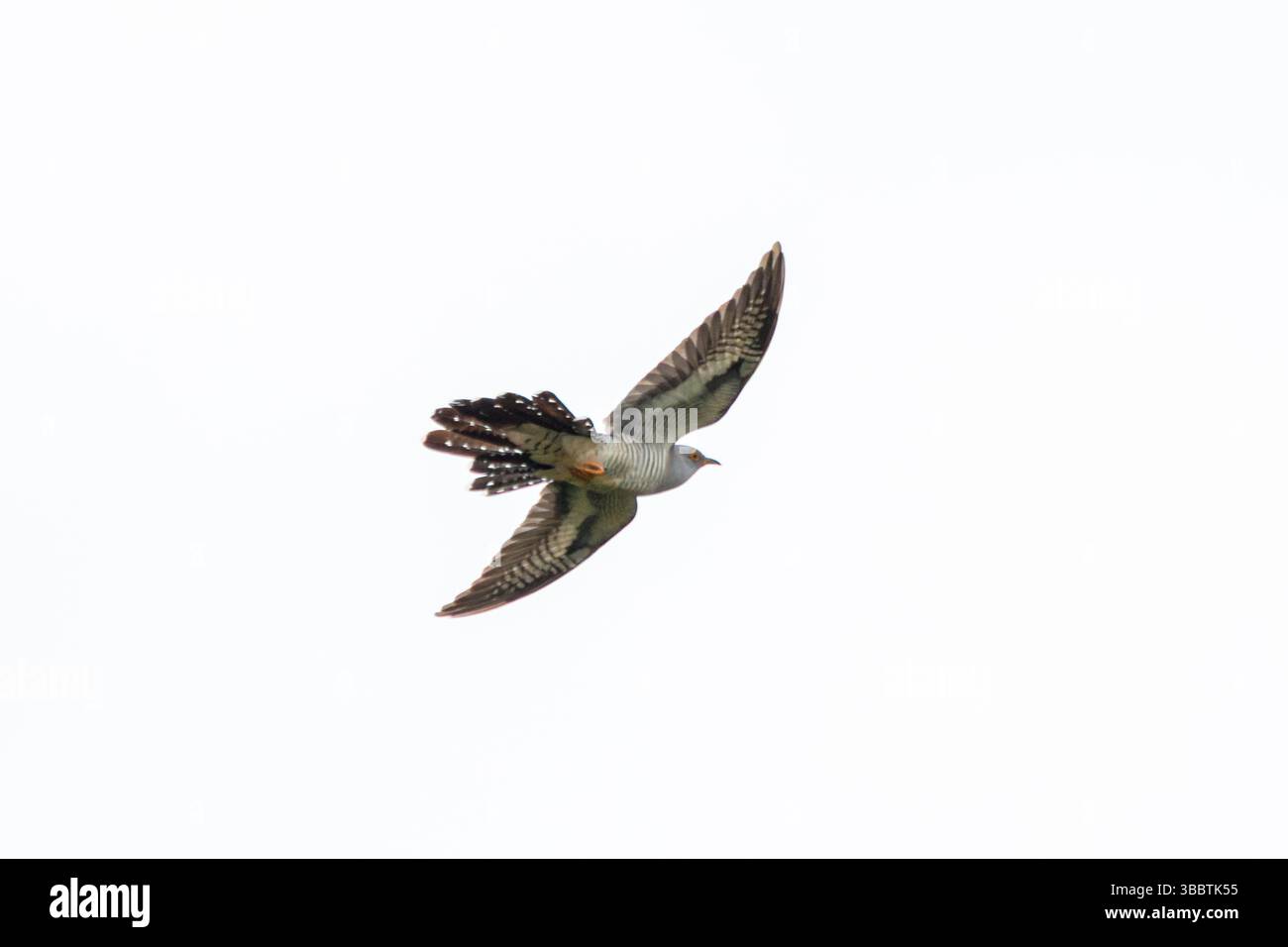 Oiseau coucou (Cuculus canorus) en vol, Angleterre, Royaume-Uni Banque D'Images