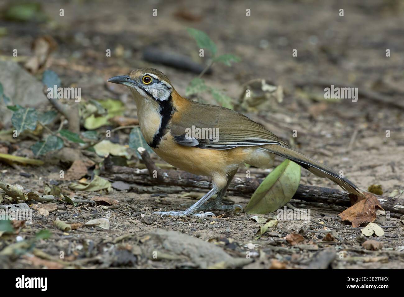 Greater Necklaced Laughingthrush (Garrulax pectoralis), Kaeng Krachan, Thaïlande, Asie Banque D'Images