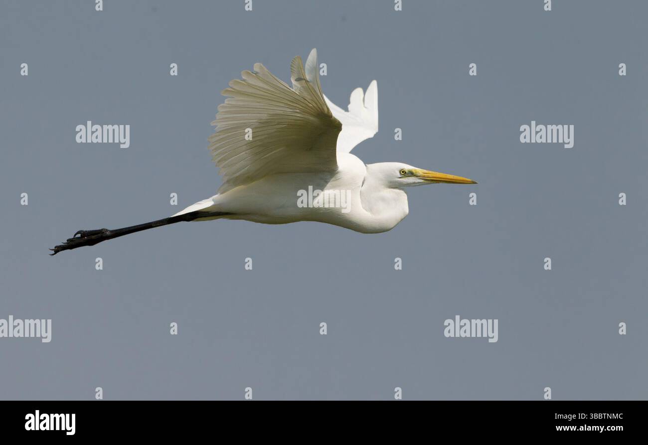 Grande aigrette (Ardea alba) volant, Phetchaburi, Thaïlande, Asie Banque D'Images