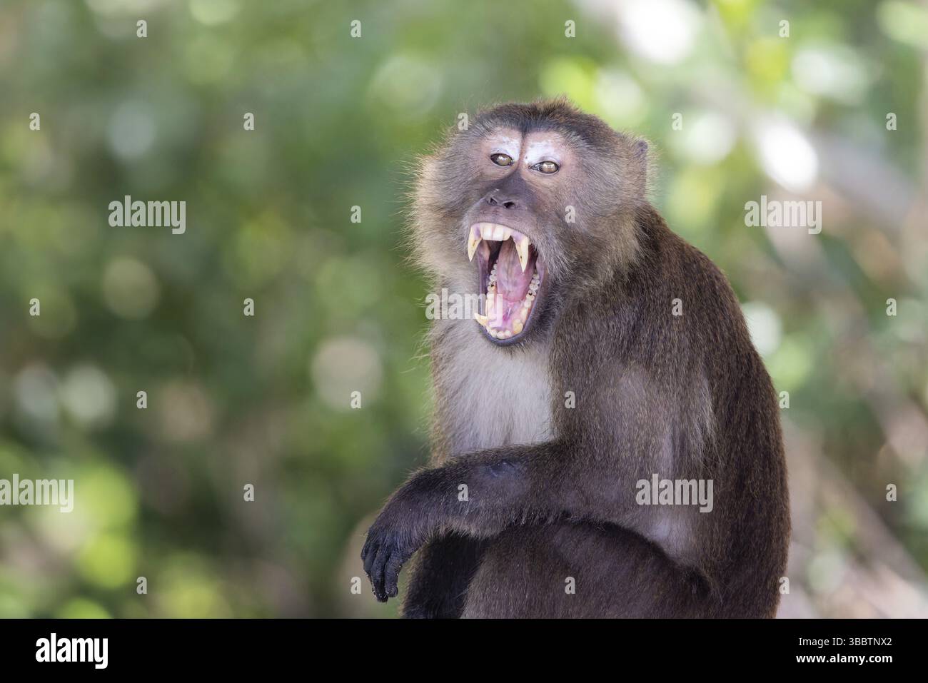 Macaque à longue queue (Macaca fascicularis) adulte rugissant montrant des dents, Thaïlande, Asie Banque D'Images