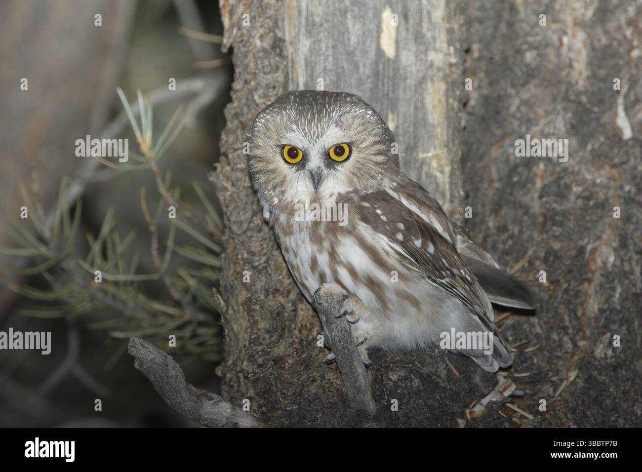 Chouette-loup du Nord (Aegolius acadicus), Idaho, États-Unis, Amérique du Nord Banque D'Images Chouette-loup du Nord (Aegolius acadicus), Idaho, États-Unis, Amérique du Nord Banque D'Images
