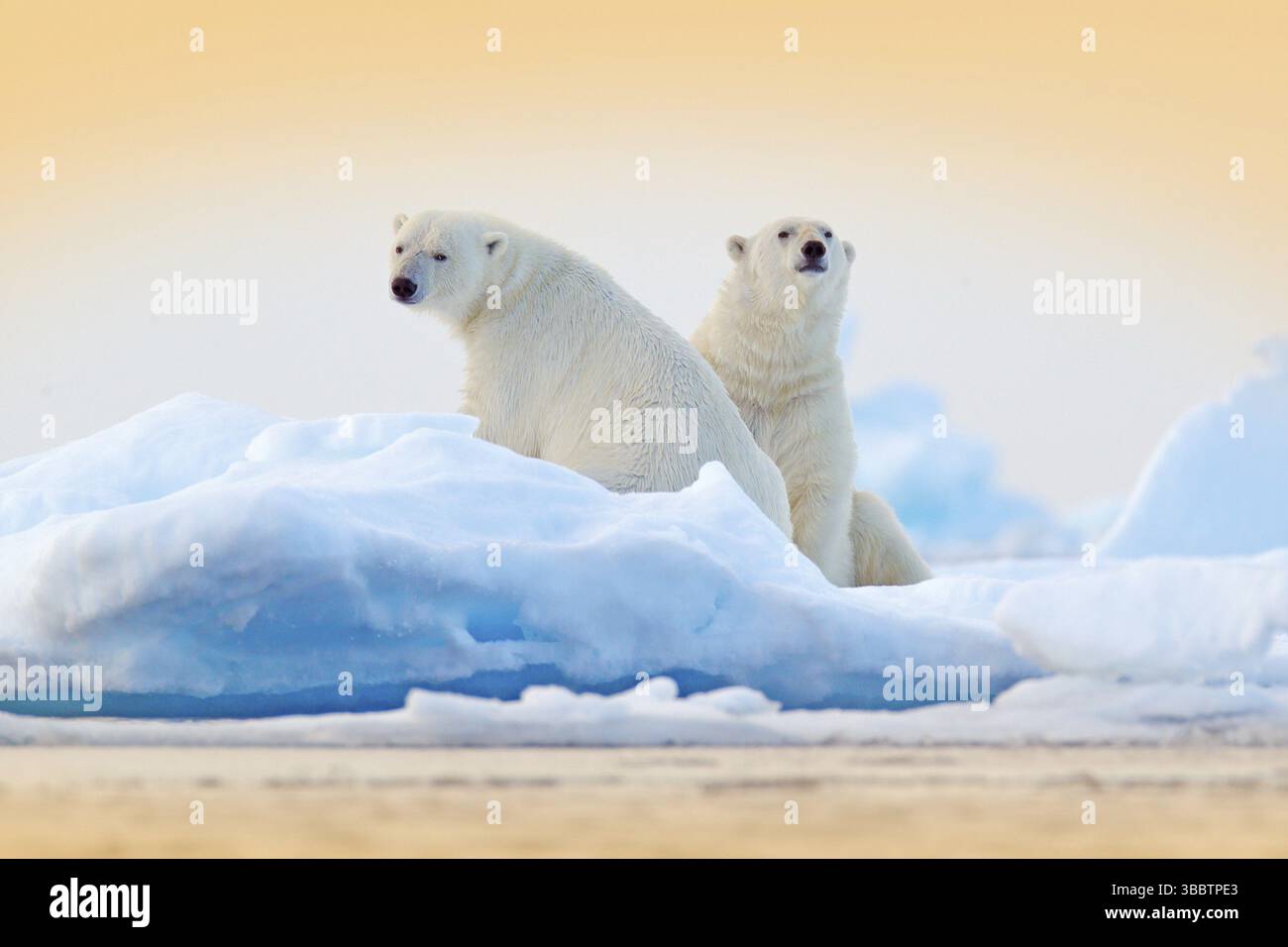 Ours dangereux assis sur la glace, beau ciel bleu. Ours polaire au bord de la glace avec neige et eau dans la mer de Norvège. Animal blanc dans la nature habi Banque D'Images