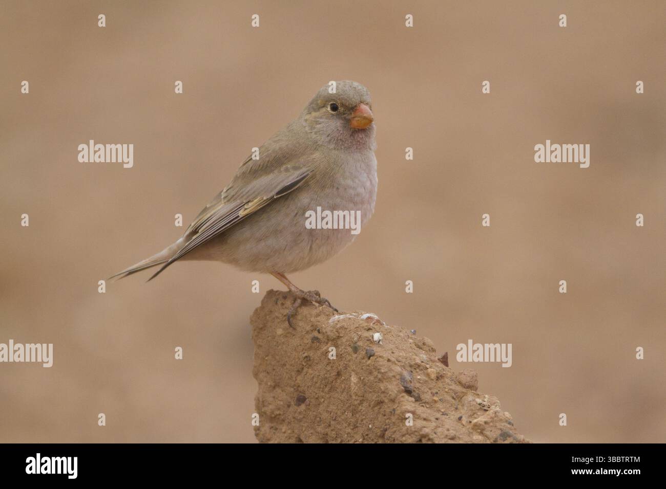 Finch trompettiste (Bucanetes githagineus), Maroc, Afrique Banque D'Images