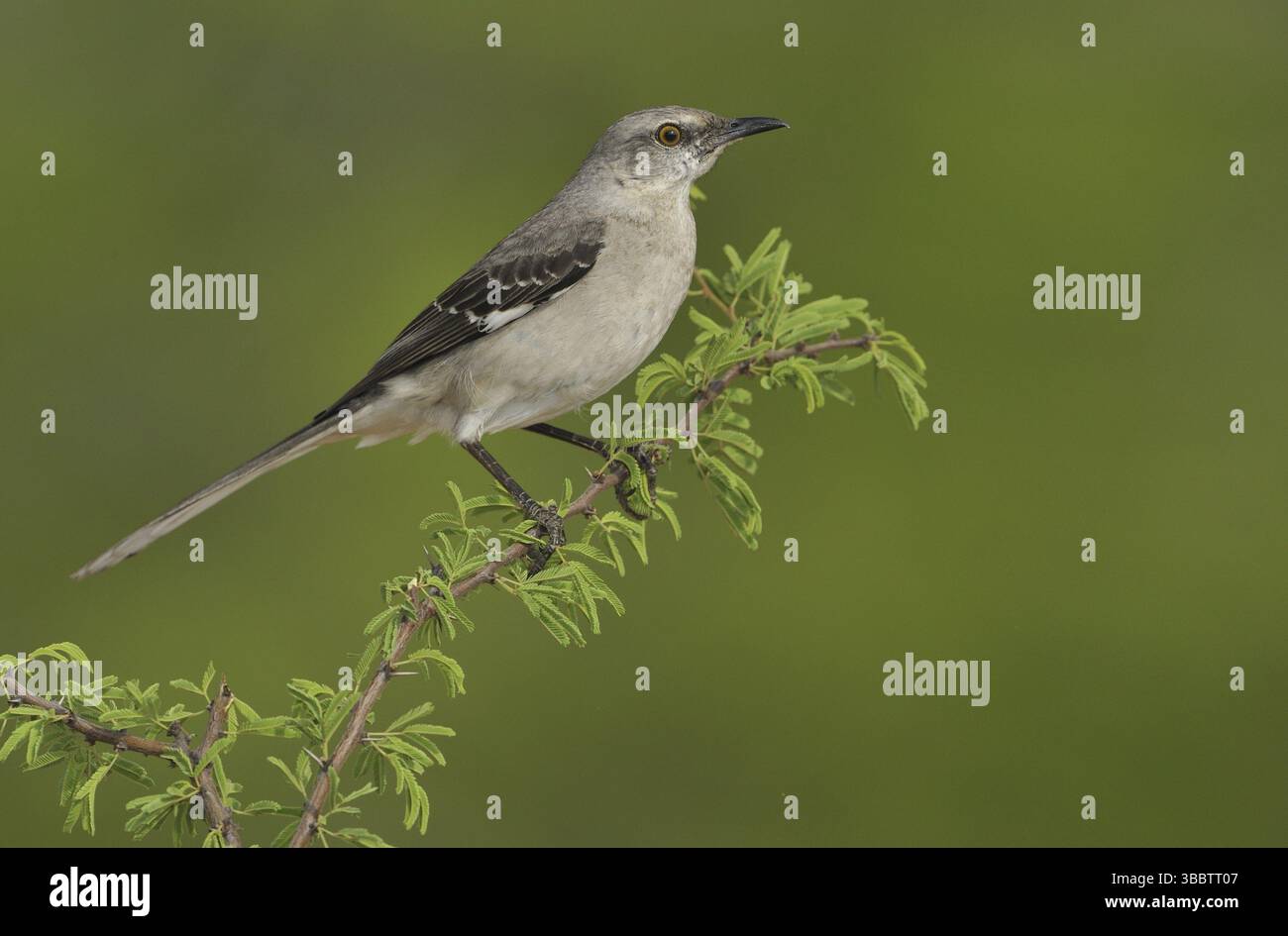 Mockingbird du Nord (Mimus polyglottos), Texas, États-Unis, Amérique du Nord Banque D'Images Mockingbird du Nord (Mimus polyglottos), Texas, États-Unis, Amérique du Nord Banque D'Images