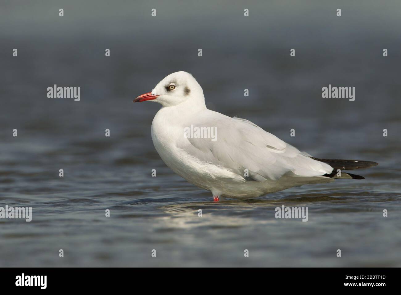 Mouette à tête brune (Chroicocephalus brunnicephalus), Phetchaburi, Thaïlande, Asie Banque D'Images