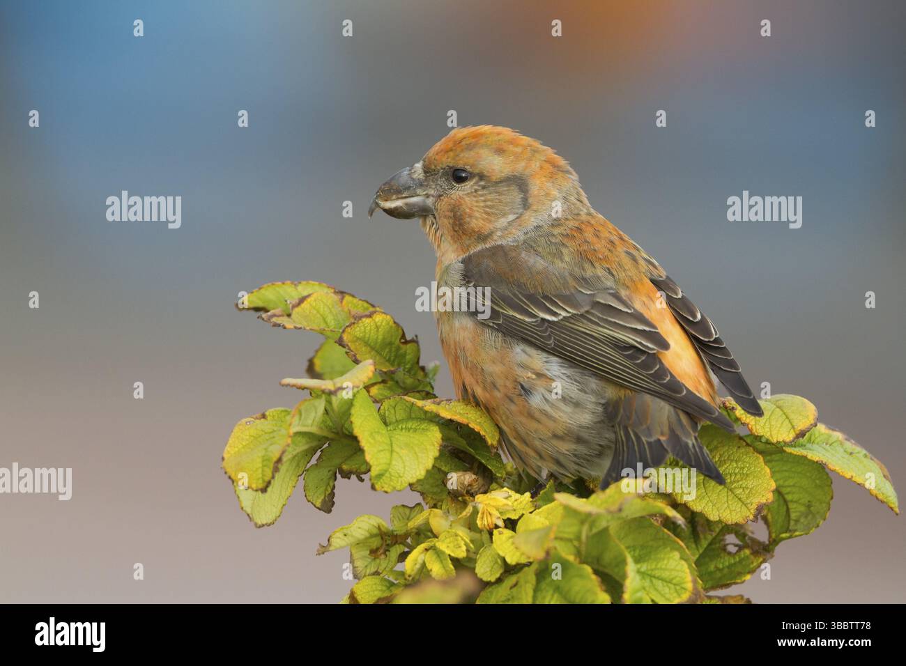 Parrot Crossbill Loxia pytyopsittacus - Kiefernkreuzschnabel - mâle, en Allemagne. Banque D'Images