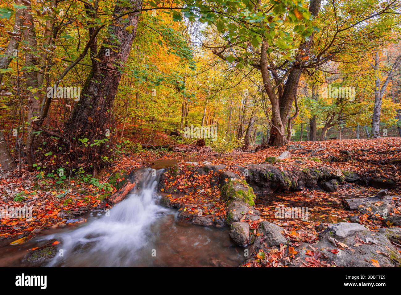Belle cascade d'automne ruisseau avec des feuilles jaunes dorées et des roches moussues, paysage forestier saisonnier tranquille, scène de nature paisible colorée, pittoresque Banque D'Images
