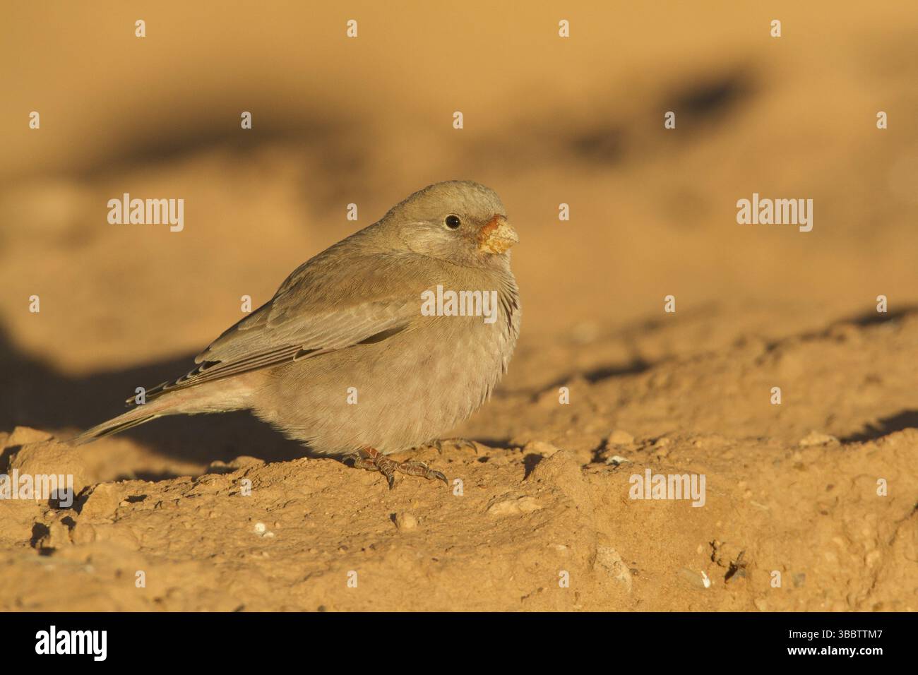 Finch trompettiste (Bucanetes githagineus), Maroc, Afrique Banque D'Images