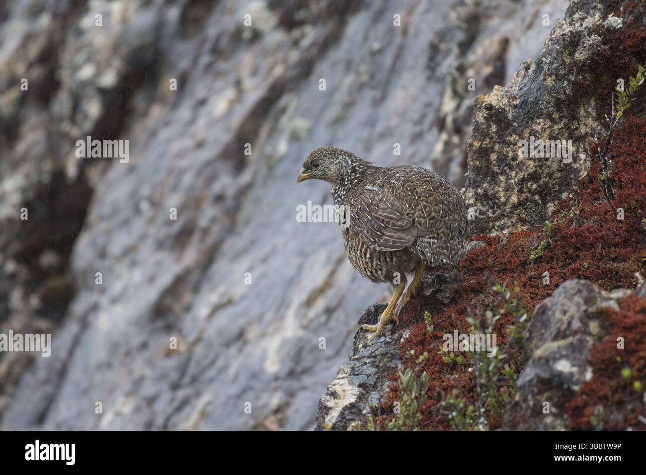 Caille des montagnes des neiges (Anurophasis monorthonyx) femelle, Papouasie occidentale, Indonésie, Asie Banque D'Images