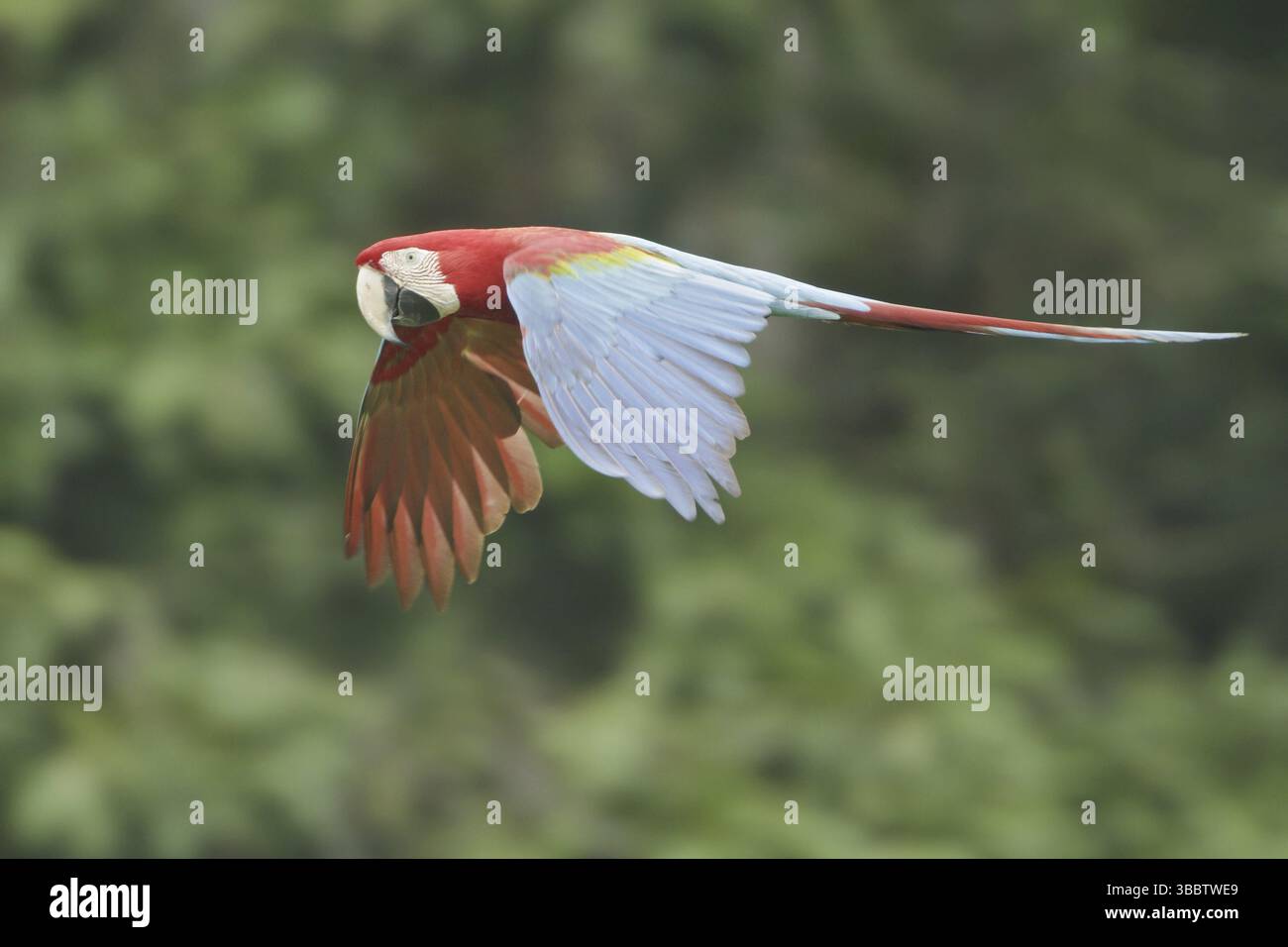 Macaw rouge et vert (Ara chloropterus) volant, parc national de Manu, Pérou, Amérique du Sud Banque D'Images