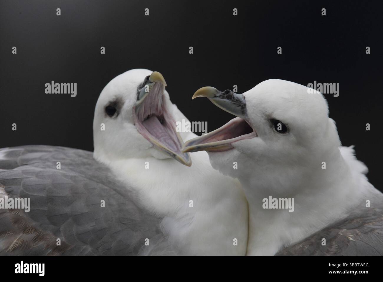 Fulmarus glacialis (Fulmarus glacialis), Écosse, Royaume-Uni, Europe Banque D'Images