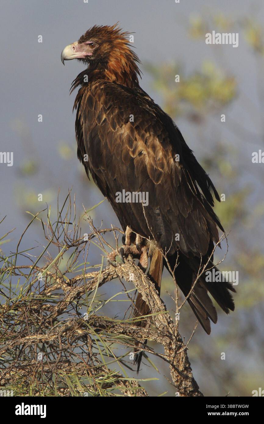 Aigle à queue cunéiforme (Aquila audax), Broome, Australie, Océanie Banque D'Images