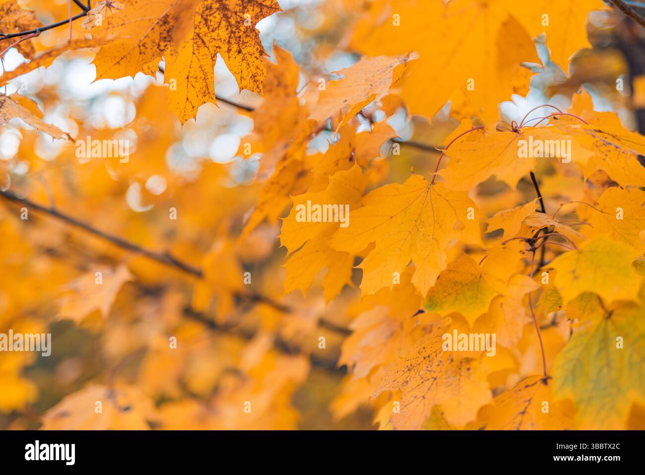 Gros plan abstrait artistique de feuilles d'automne vibrantes, fond de nature magnifique, scène d'automne paisible et sereine, feuillage coloré détaillé, saison tranquille Banque D'Images