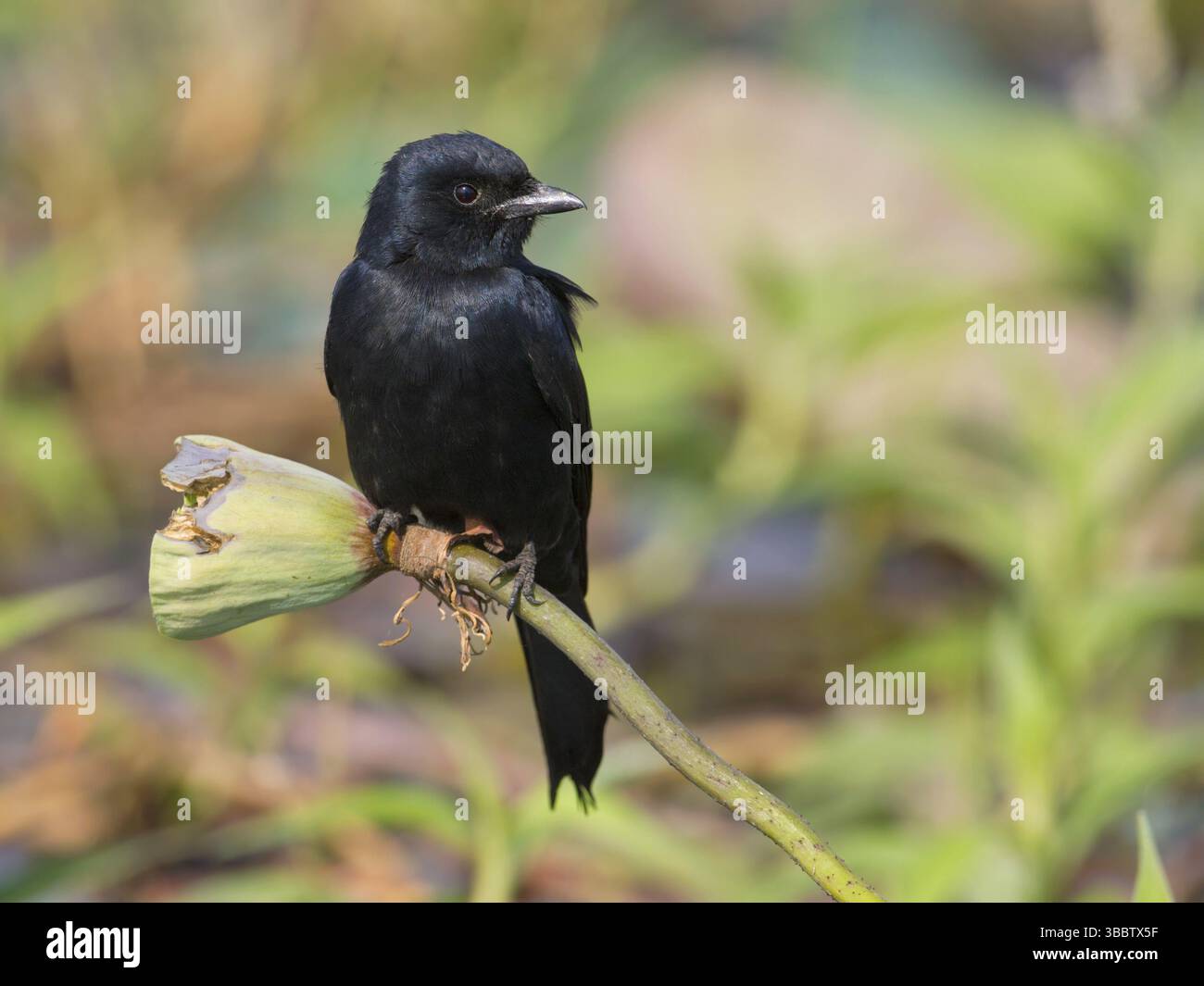 Drongo noir (Dicrurus macrocercus), Bueng Boraphet, Thaïlande, Asie Banque D'Images