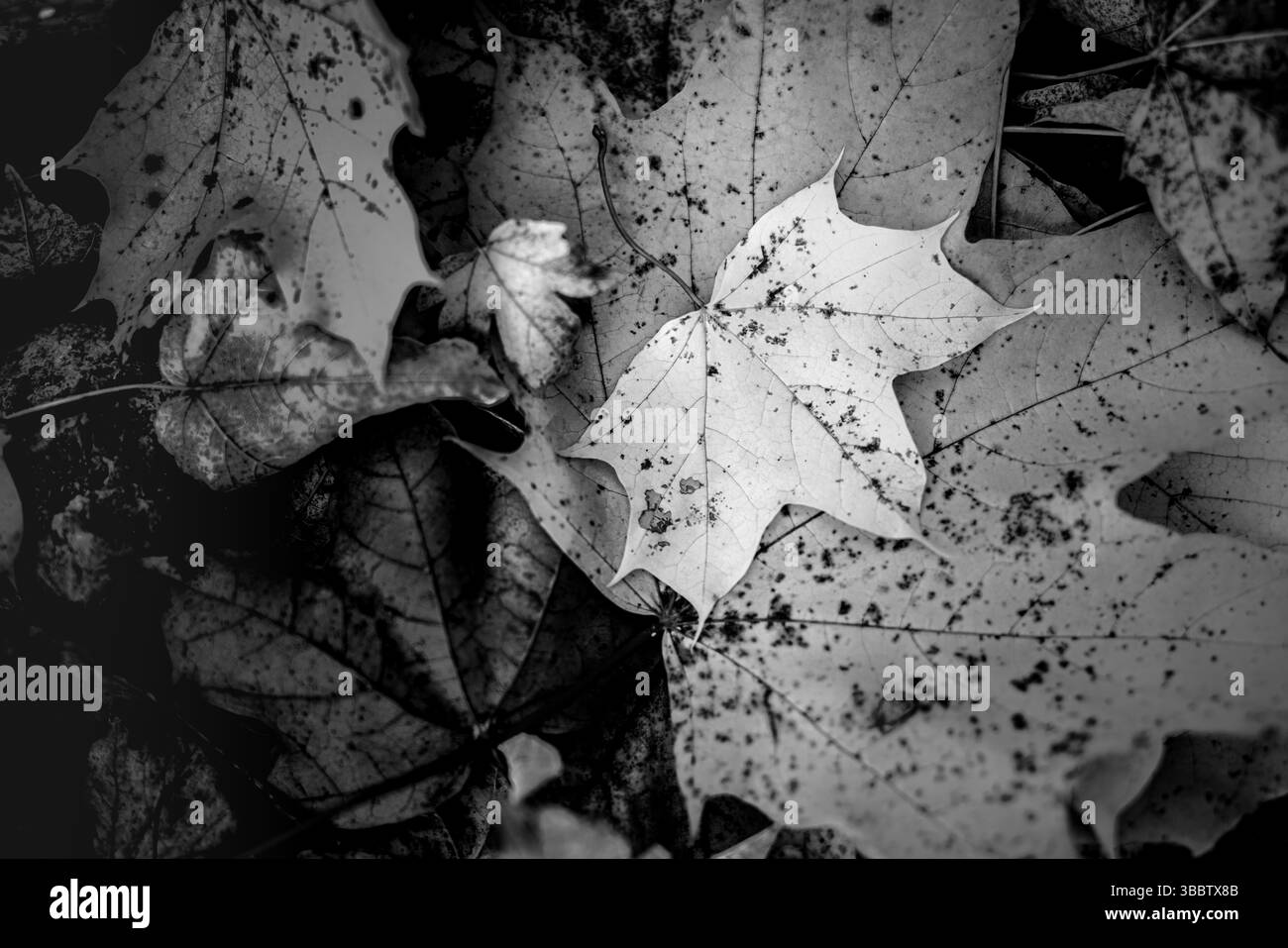 Artistique abstrait noir et blanc gros plan des feuilles d'automne, fond de nature magnifique, motif détaillé des feuilles, scène d'automne paisible, saison tranquille Banque D'Images Artistique abstrait noir et blanc gros plan des feuilles d'automne, fond de nature magnifique, motif détaillé des feuilles, scène d'automne paisible, saison tranquille Banque D'Images
