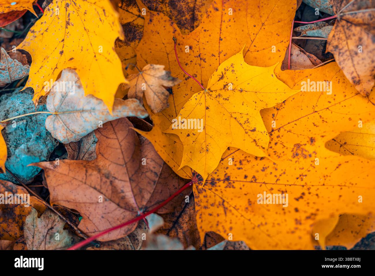 Gros plan abstrait artistique de feuilles d'automne vibrantes, fond de nature magnifique, scène d'automne paisible et sereine, feuillage coloré détaillé, saison tranquille Banque D'Images