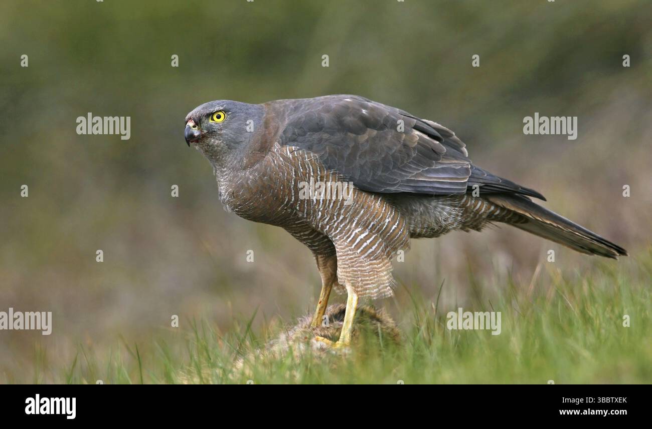 Goshawk brun (Accipiter fasciatus), Victoria, Australie, Océanie Banque D'Images