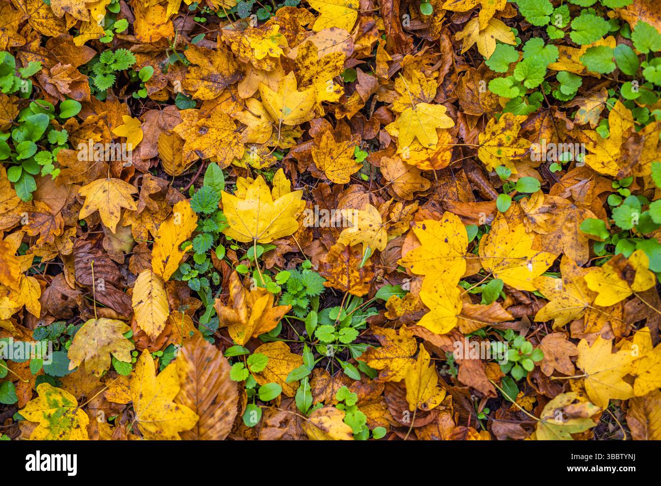 Feuilles d'automne colorées dispersées sur le sol forestier, scène naturelle d'automne paisible, feuillage saisonnier vibrant, paysage boisé tranquille, plein air pittoresque Banque D'Images