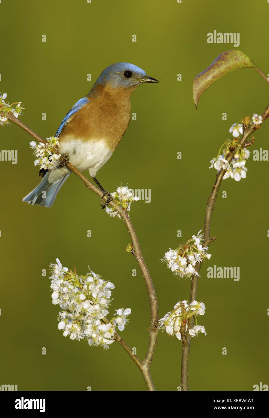 Bluebird de l'est (Sialia sialis), Texas, États-Unis, Amérique du Nord Banque D'Images