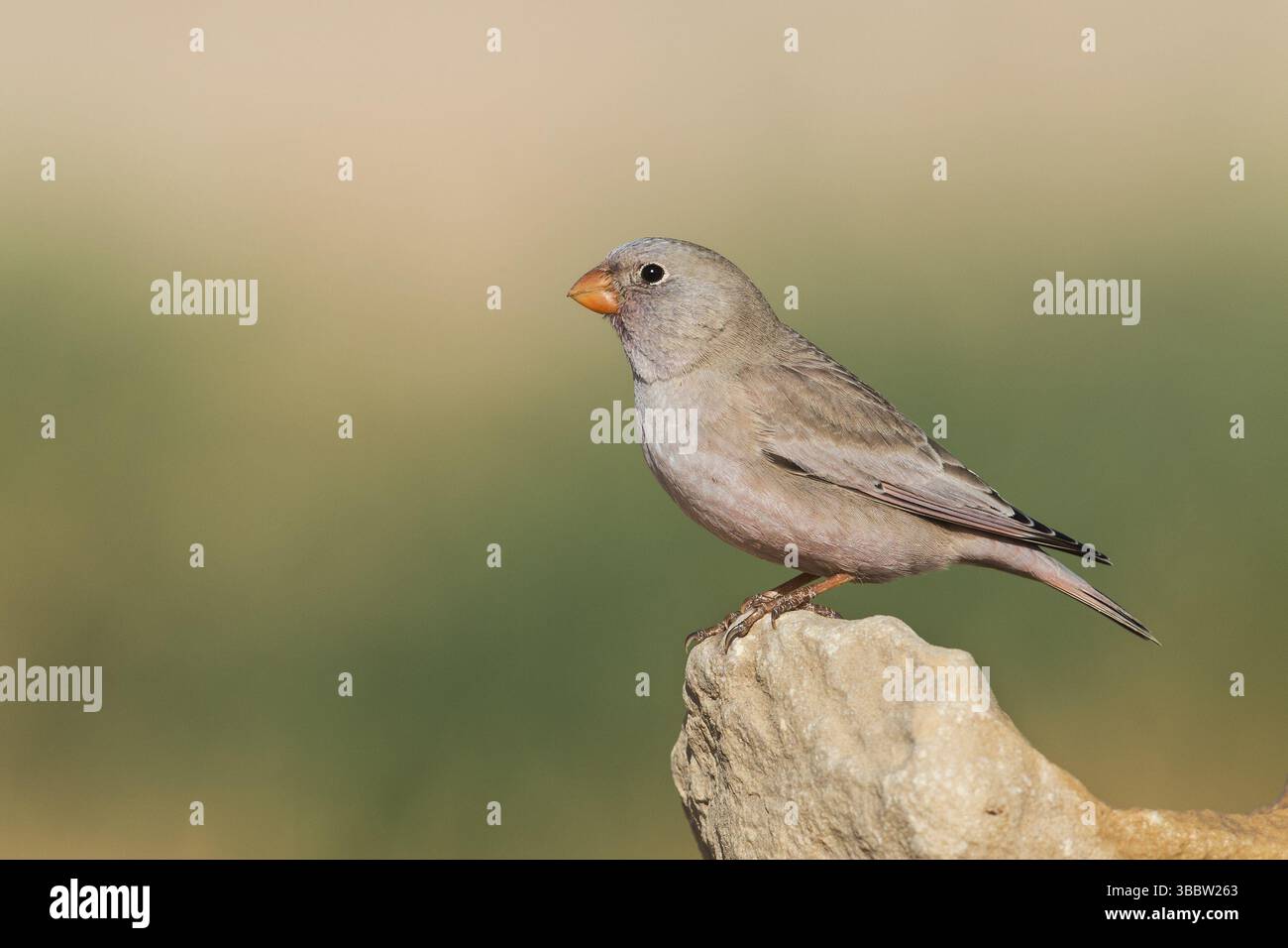 Finch trompettiste (Bucanetes githagineus), Eilat, Israël, Asie Banque D'Images