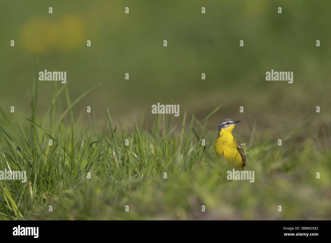 Wagtail à tête bleue - Wiesen-Schafstelze - Motacilla flava ssp. flava, Pologne, homme adulte, Europe Banque D'Images