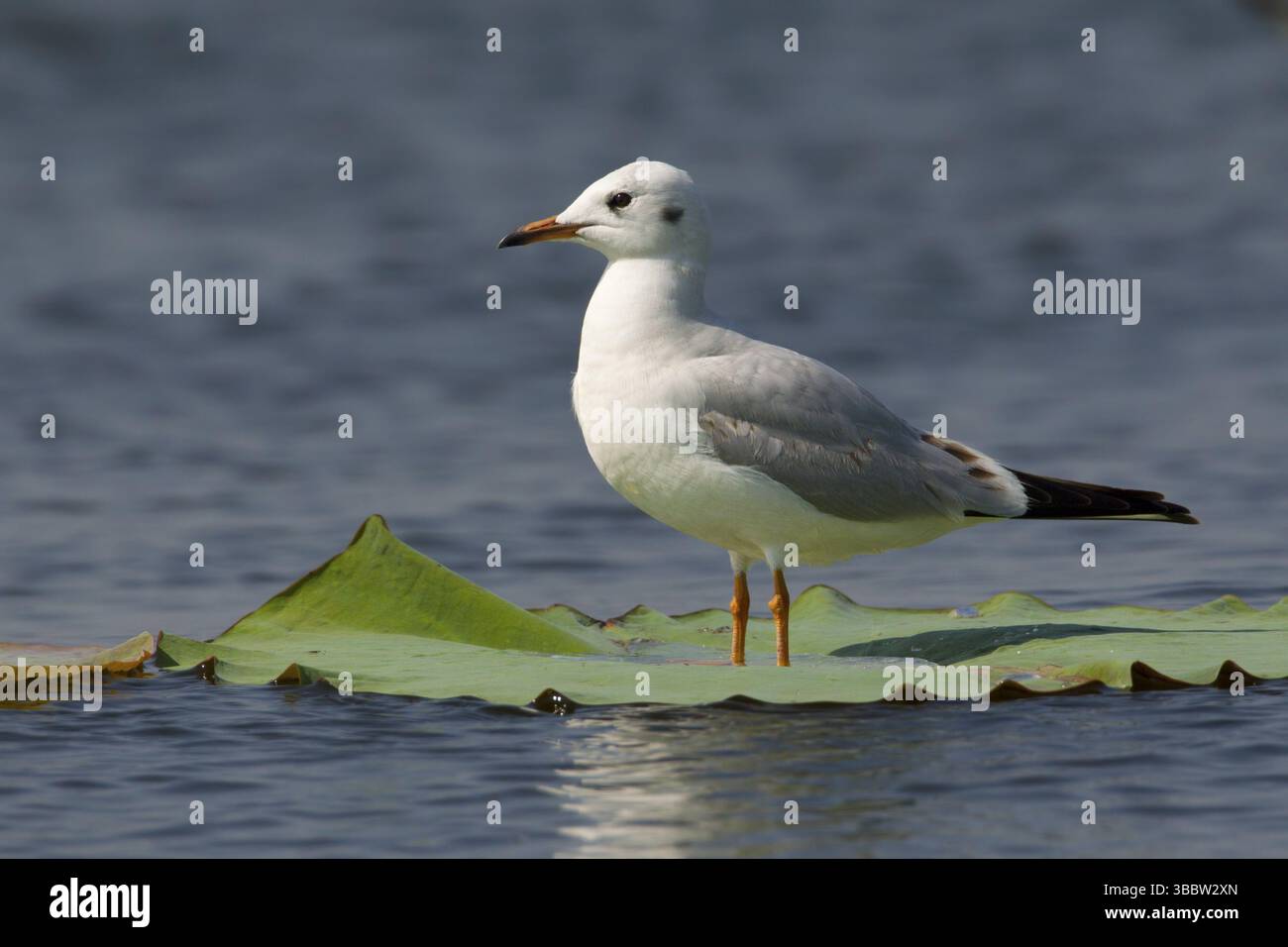 Mouette à tête noire (Chroicocephalus ridibundus) perchée sur une feuille de nénuphar, Bueng Boraphet, Thaïlande, Asie Banque D'Images