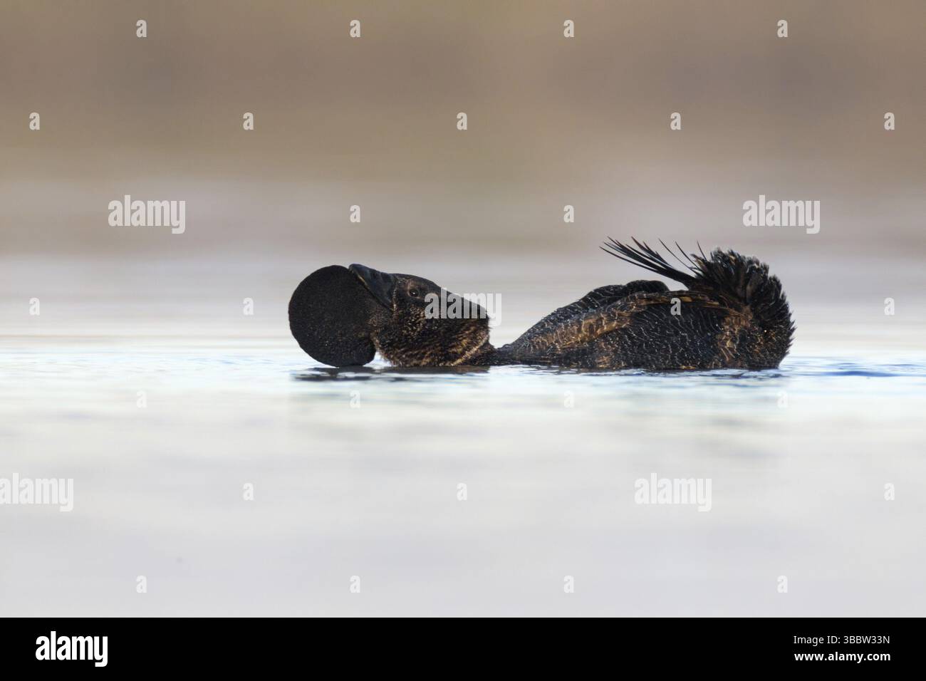 Canard musqué (Biziura lobata), Australie occidentale, Australie, Océanie Banque D'Images