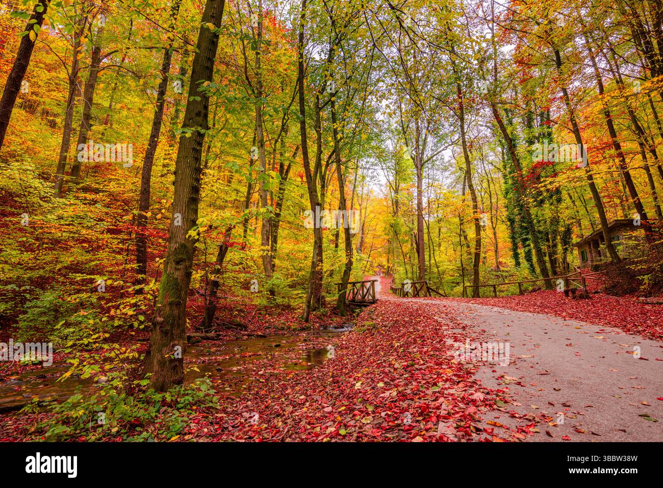 Superbe sentier de montagne d'automne couvert de feuilles rouges et dorées avec un soleil doux créant un paysage naturel serein paisible et saisonnier pittoresque Banque D'Images