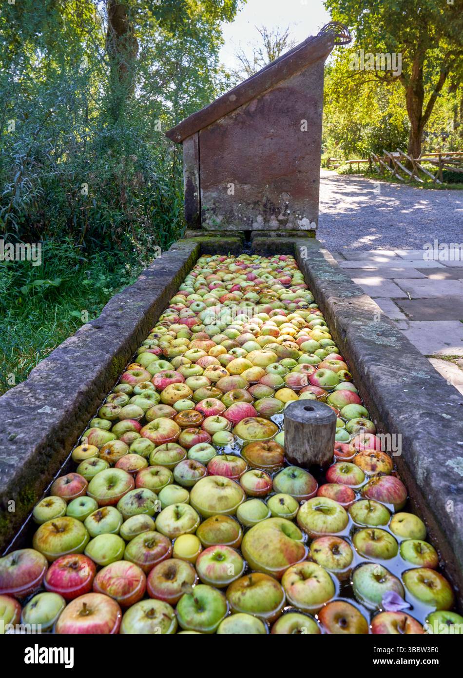 Pommes dans l'eau dans le village Banque D'Images