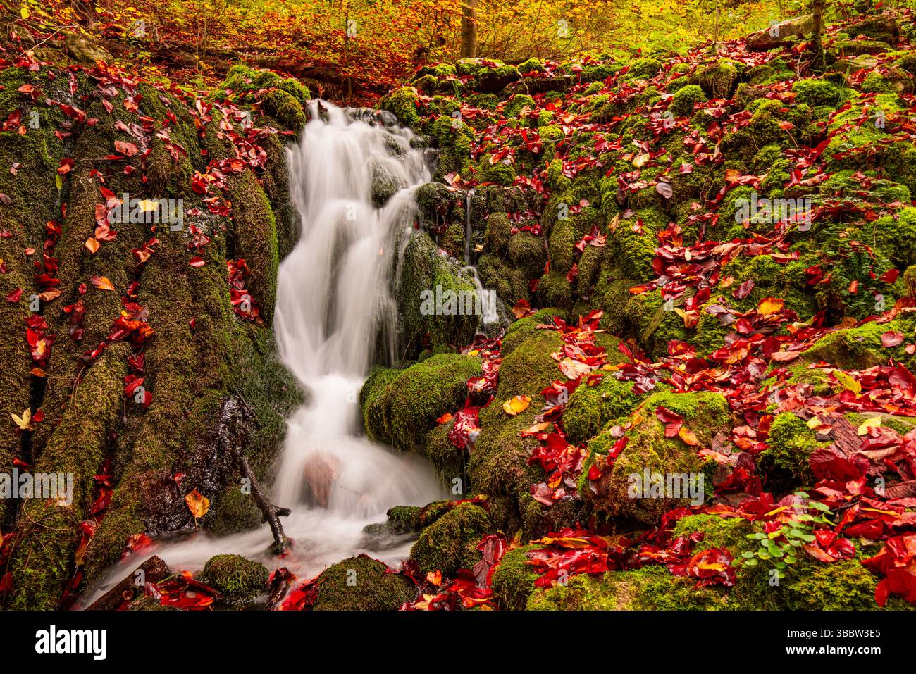 Belle crique de montagne sereine avec écoulement d'eau calme entouré de feuilles d'automne colorées, paysage naturel saisonnier étonnant et paysage tranquille Banque D'Images