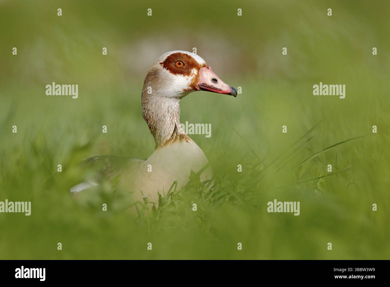 Oie égyptienne, Alopochen aegyptiaca, oiseau africain avec bec rouge assis dans l'herbe verte. Portrait d'animal caché dans l'habitat, Park Lake, Suisse. Wi Banque D'Images