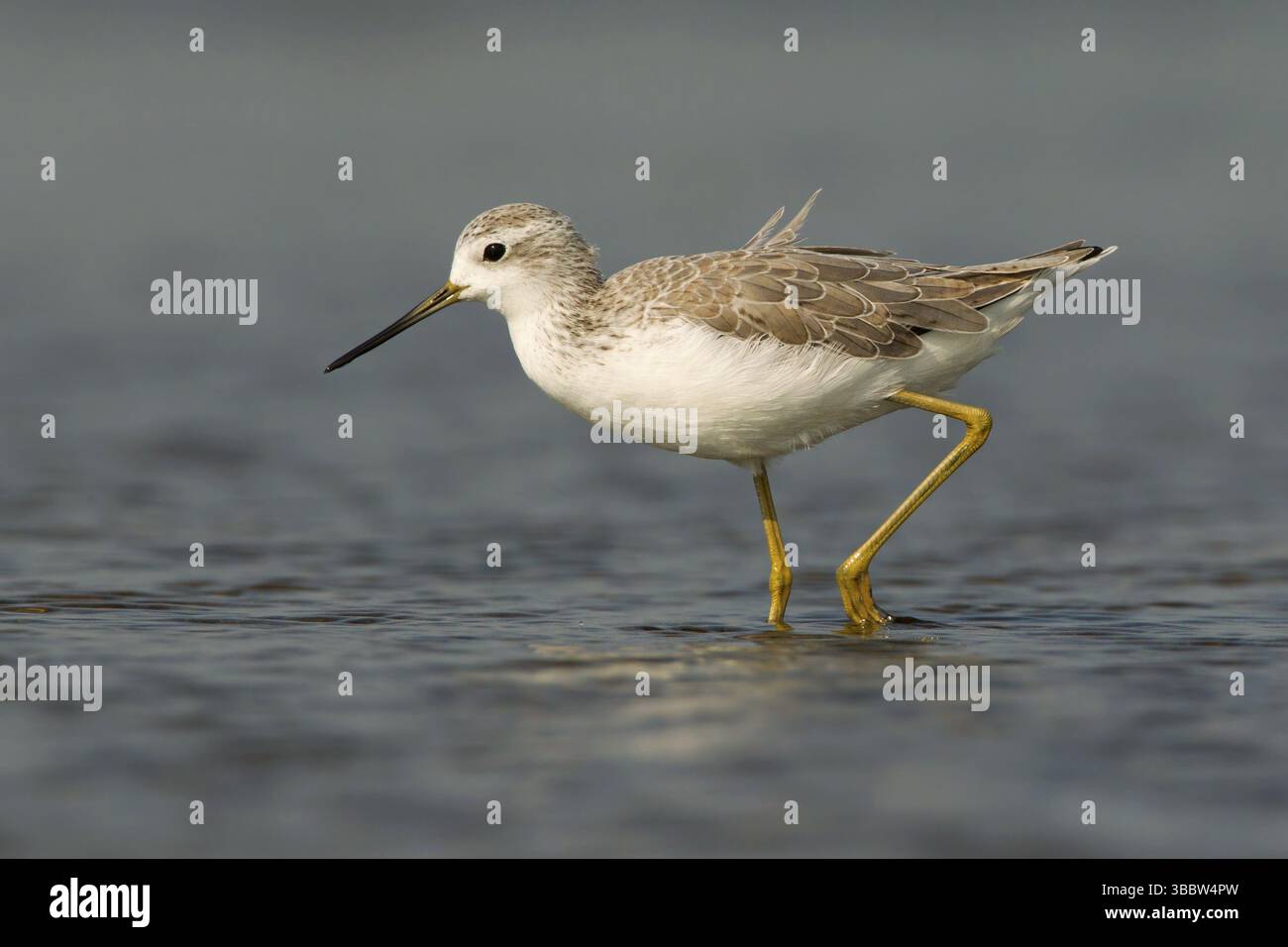 Marais Sandpiper (Tringa stagnatilis), Phetchaburi, Thaïlande, Asie Banque D'Images