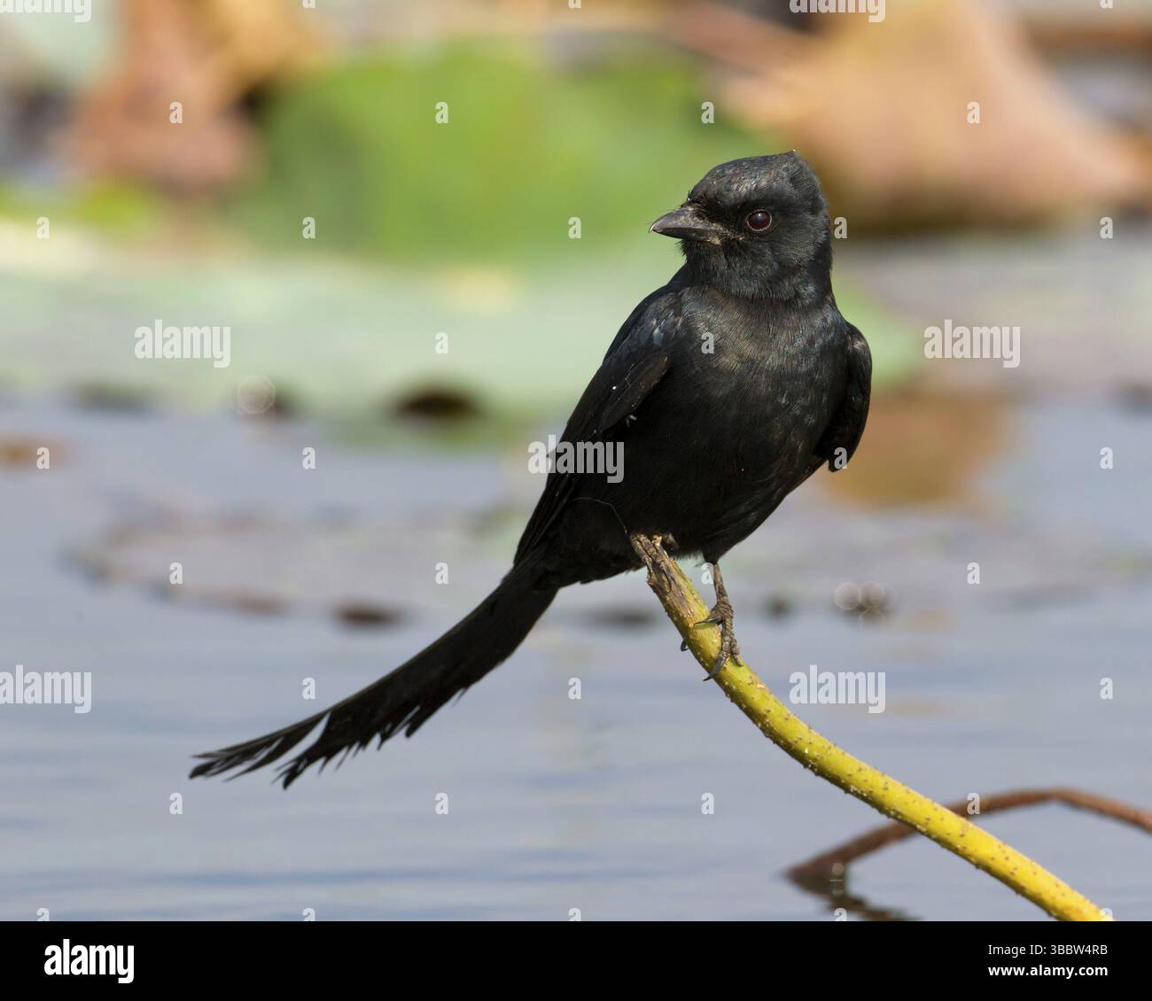 Drongo noir (Dicrurus macrocercus), Bueng Boraphet, Thaïlande, Asie Banque D'Images