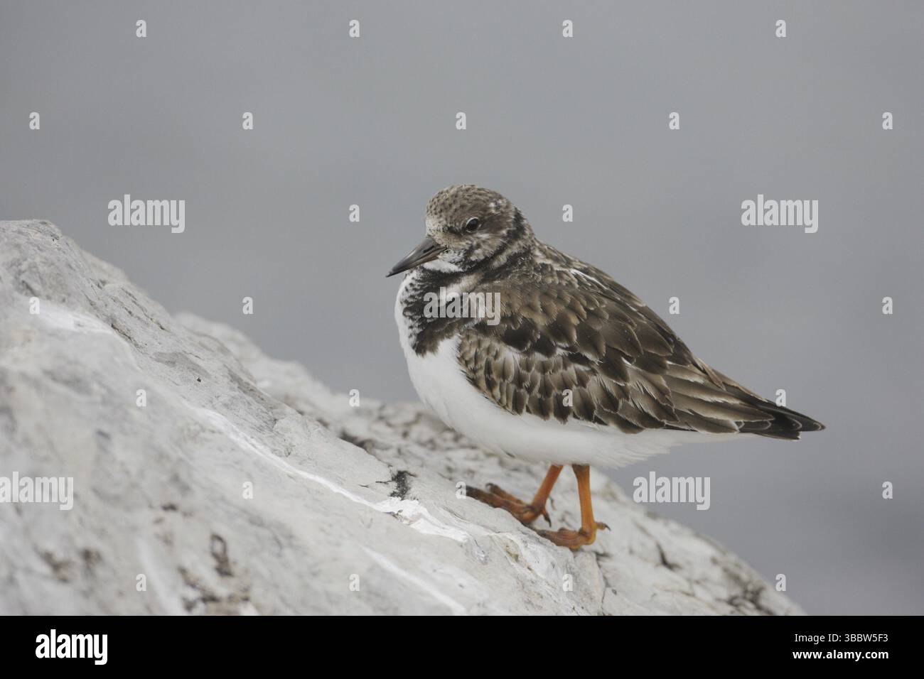 Ruddy Turnstone (Arenaria interpres), New Jersey, États-Unis, Amérique du Nord Banque D'Images